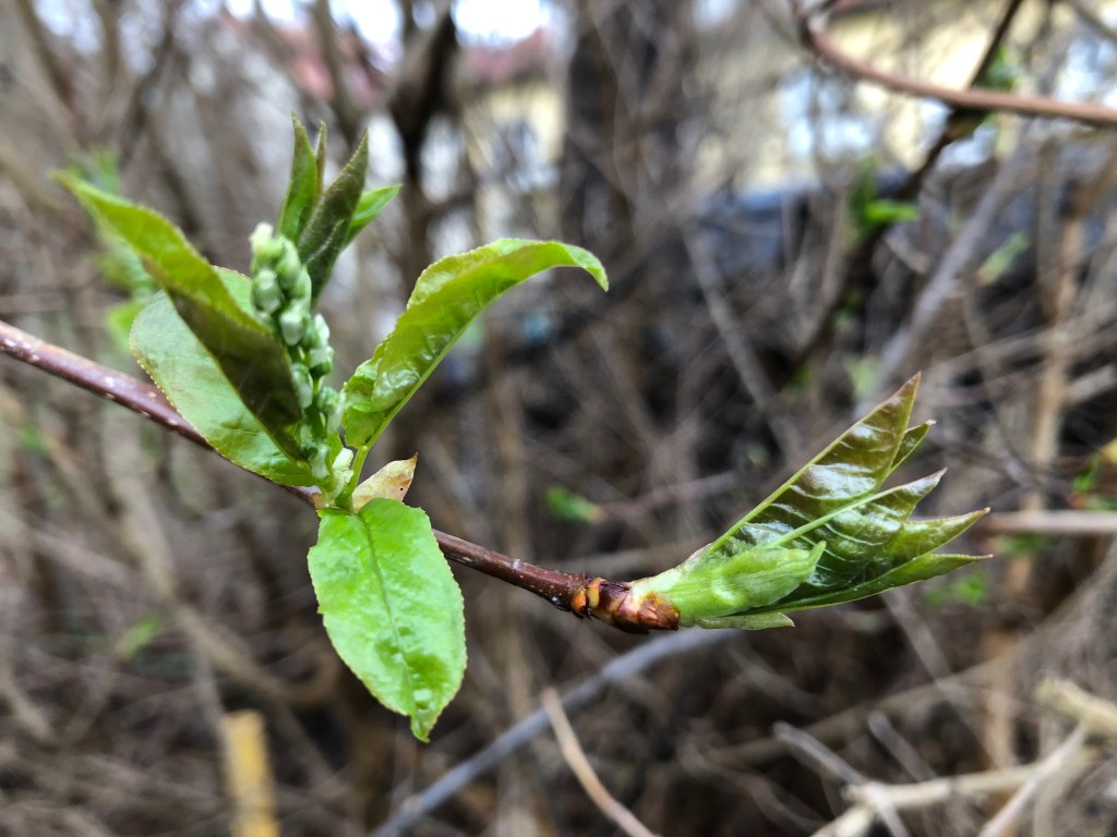 Naturliga och gröna miljöer bra för hälsan visar forskningen.