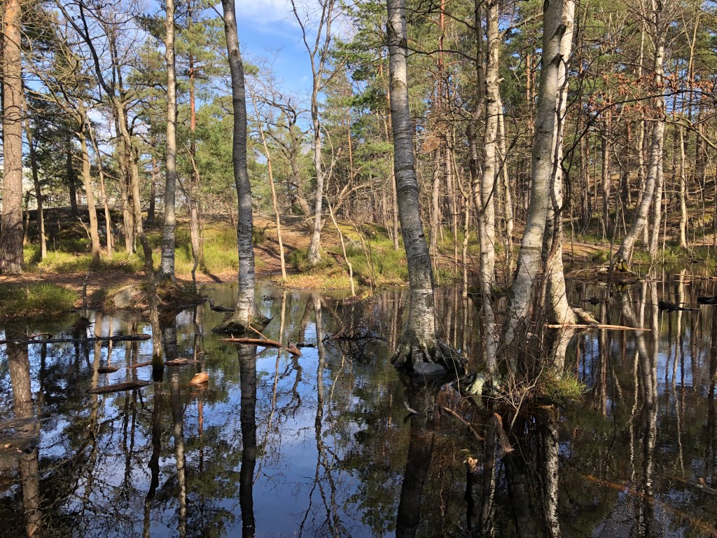 I Västbergskogen finne en liten björksumpskog. Många djur rör sig i naturmarken kring Telefonplan.