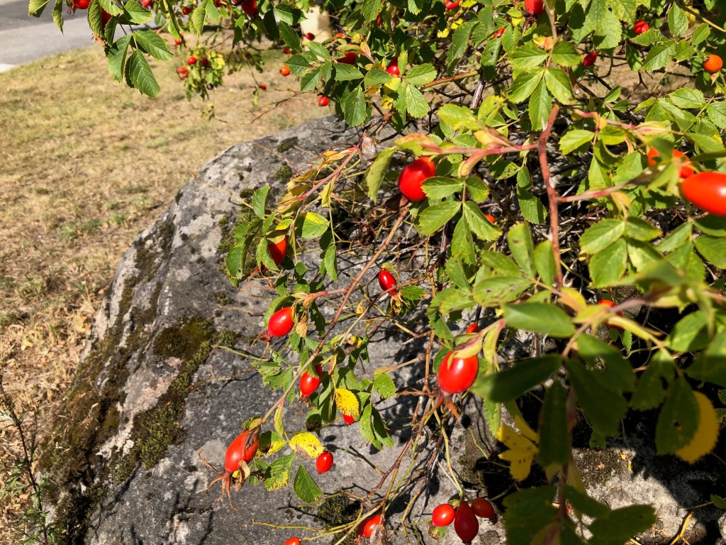 Vackra omgivningar får fler att cykla